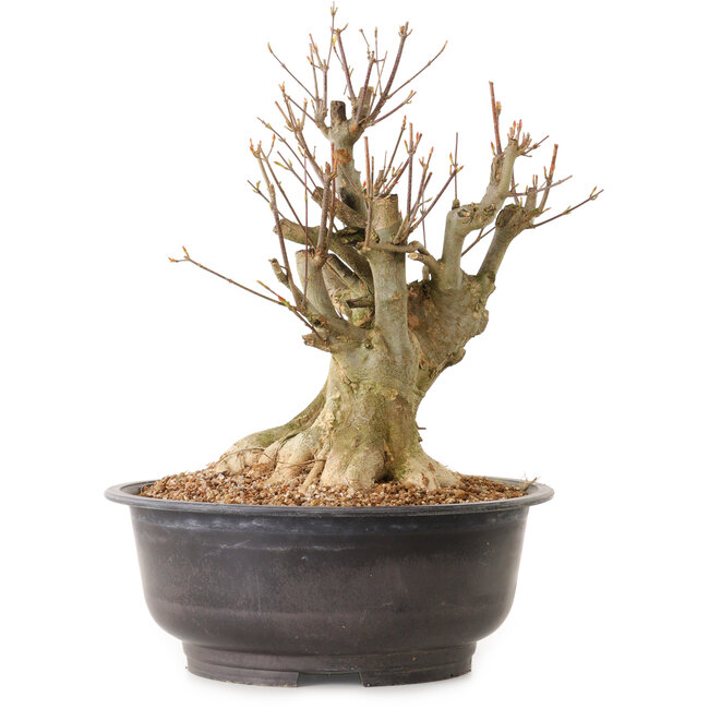 Acer buergerianum, 38 cm, ± 25 anni, con nebari di 24 cm