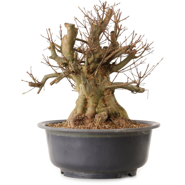 Acer buergerianum, 40 cm, ± 25 ans, avec un nebari de 31 cm