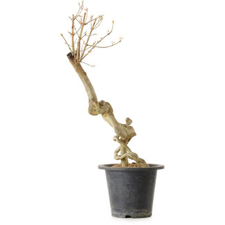 Acer buergerianum, 50 cm, ± 25 ans