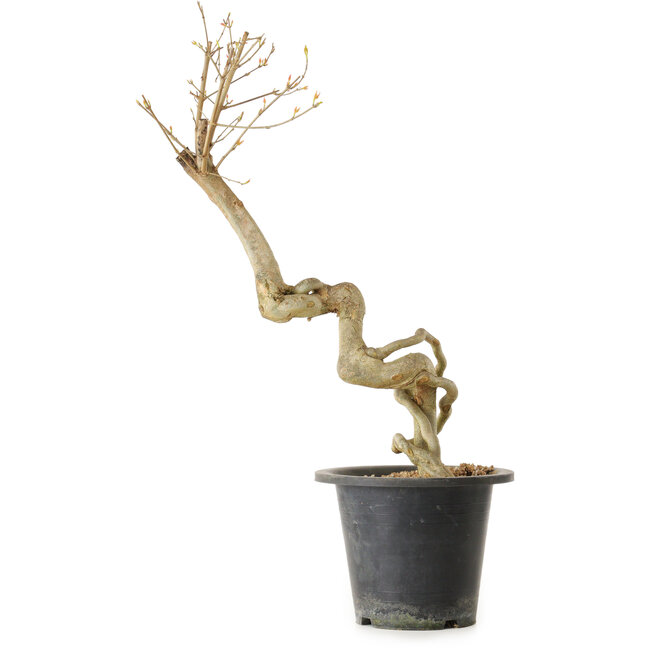 Acer buergerianum, 50 cm, ± 25 jaar oud, met een nebari van 2 cm