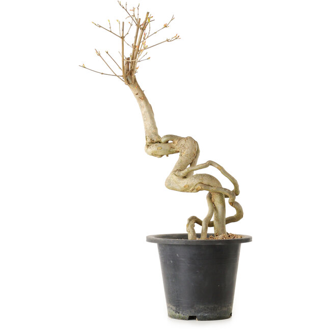 Acer buergerianum, 50 cm, ± 25 años, con un nebari de 2 cm