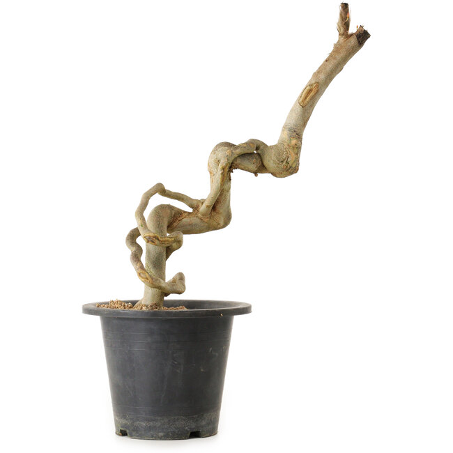 Acer buergerianum, 50 cm, ± 25 anni, con nebari di 2 cm