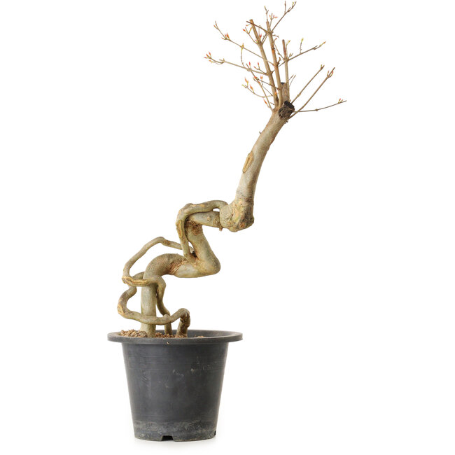 Acer buergerianum, 50 cm, ± 25 years old, with a nebari of 2 cm