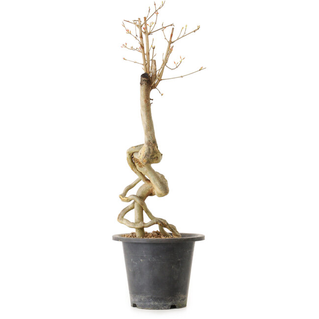 Acer buergerianum, 50 cm, ca. 25 Jahre alt, mit einem Wurzelhals von 2 cm