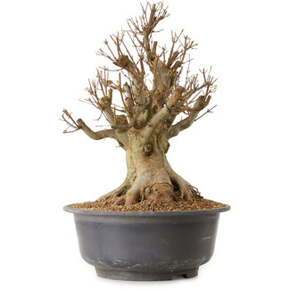 Acer buergerianum, 45 cm, ± 25 ans