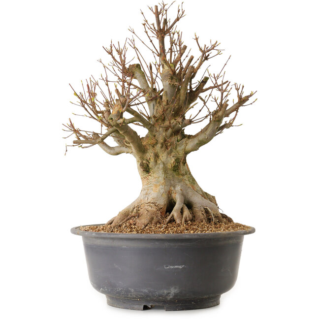 Acer buergerianum, 45 cm, ± 25 ans, avec un nebari de 34 cm