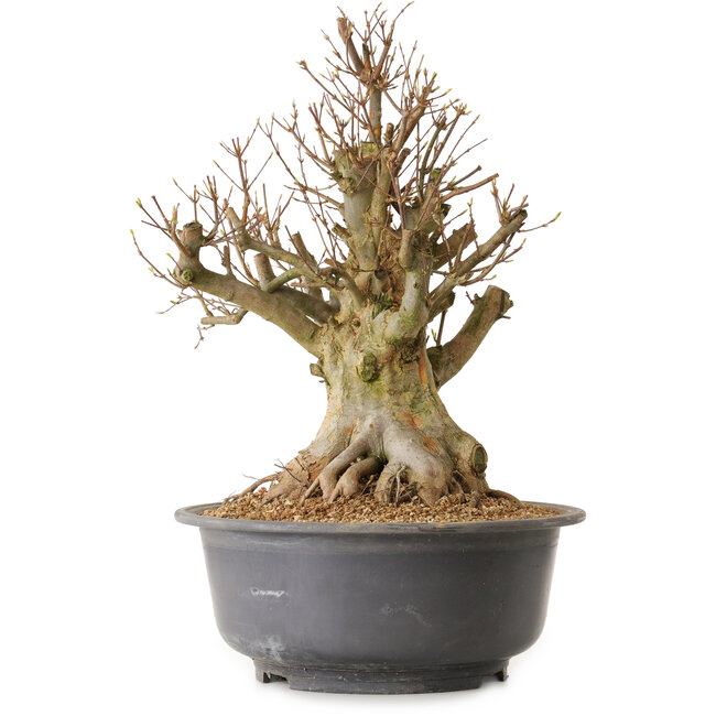 Acer buergerianum, 45 cm, ± 25 ans, avec un nebari de 34 cm