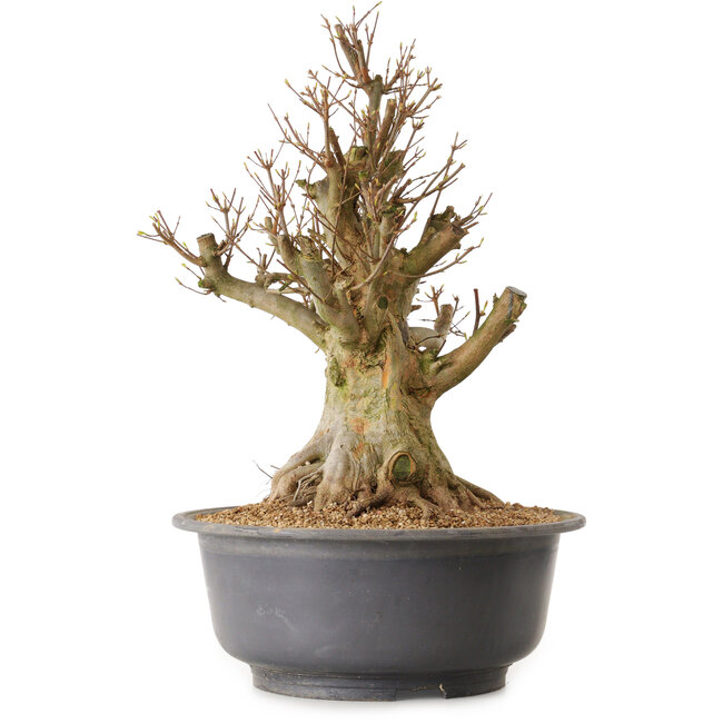 Acer buergerianum, 45 cm, ± 25 ans, avec un nebari de 34 cm