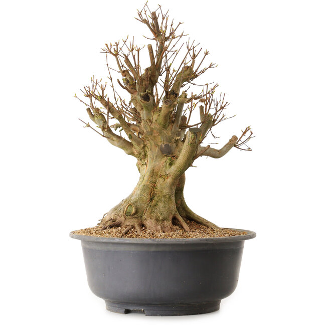 Acer buergerianum, 45 cm, ± 25 ans, avec un nebari de 34 cm