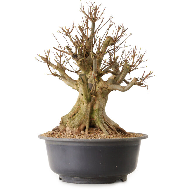 Acer buergerianum, 45 cm, ± 25 ans, avec un nebari de 34 cm