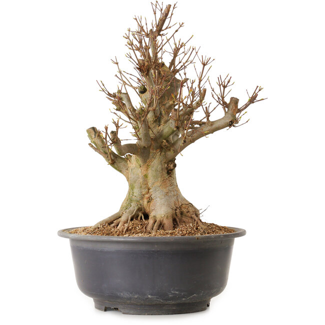 Acer buergerianum, 45 cm, ± 25 ans, avec un nebari de 34 cm