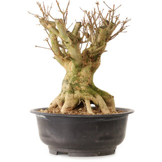 Acer buergerianum, 35 cm, ± 25 anni