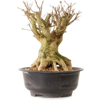 Acer buergerianum, 35 cm, ± 25 ans