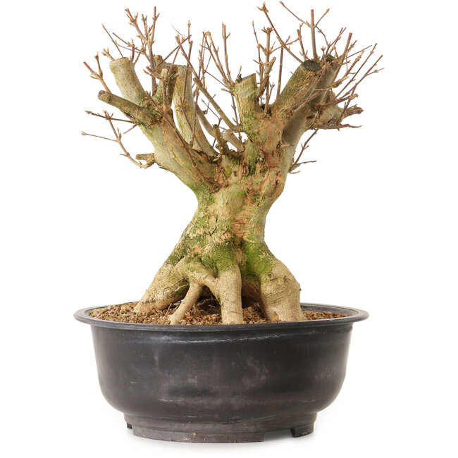Acer buergerianum, 35 cm, ± 25 jaar oud, met een nebari van 28 cm