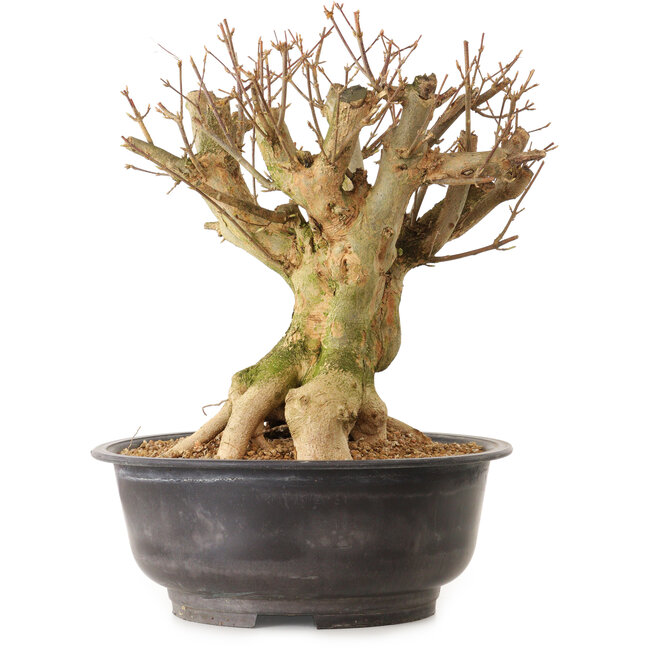 Acer buergerianum, 35 cm, ± 25 years old, with a nebari of 28 cm