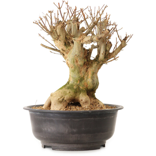 Acer buergerianum, 35 cm, ± 25 anni, con nebari di 28 cm