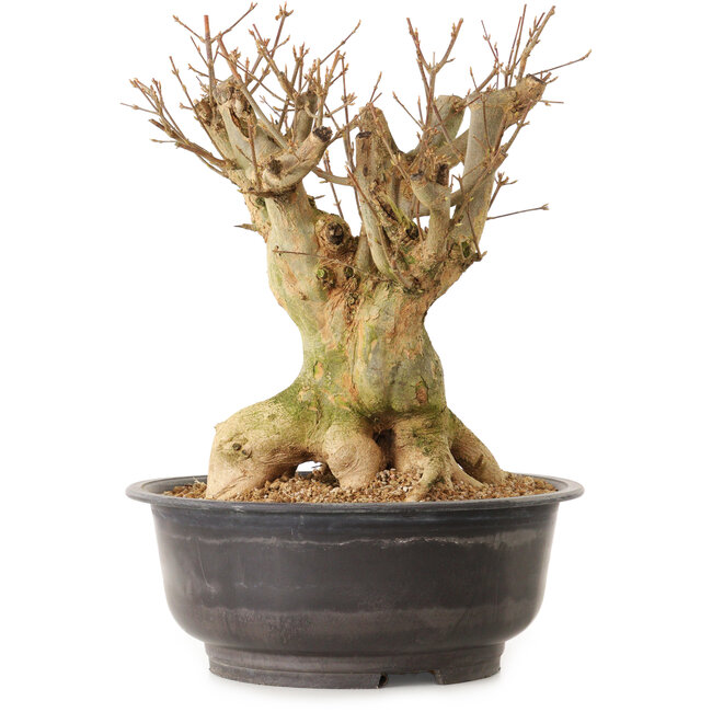 Acer buergerianum, 35 cm, ± 25 years old, with a nebari of 28 cm