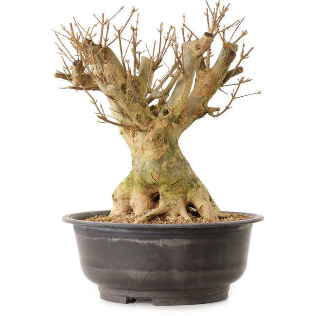 Acer buergerianum, 35 cm, ± 25 Jahre alt, mit einem Wurzelhals von 28 cm