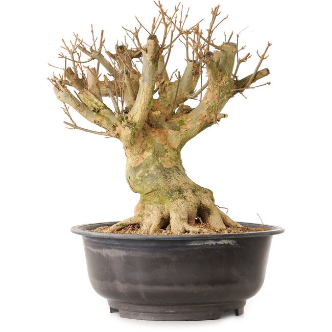 Acer buergerianum, 35 cm, ± 25 jaar oud, met een nebari van 28 cm