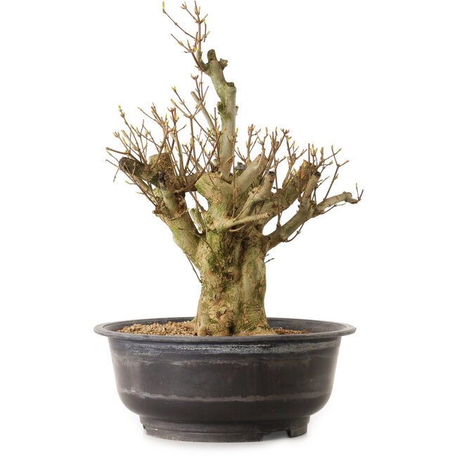 Acer buergerianum, 44 cm, ± 25 ans, avec un nebari de 18 cm