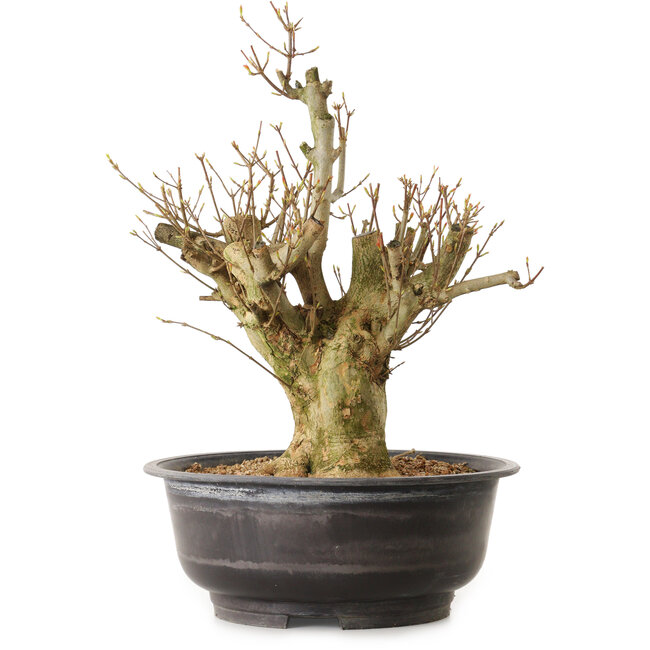 Acer buergerianum, 44 cm, ± 25 años, con un nebari de 18 cm