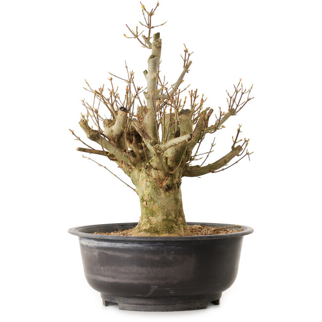 Acer buergerianum, 44 cm, ca. 25 Jahre alt, mit einem Wurzelhals von 18 cm