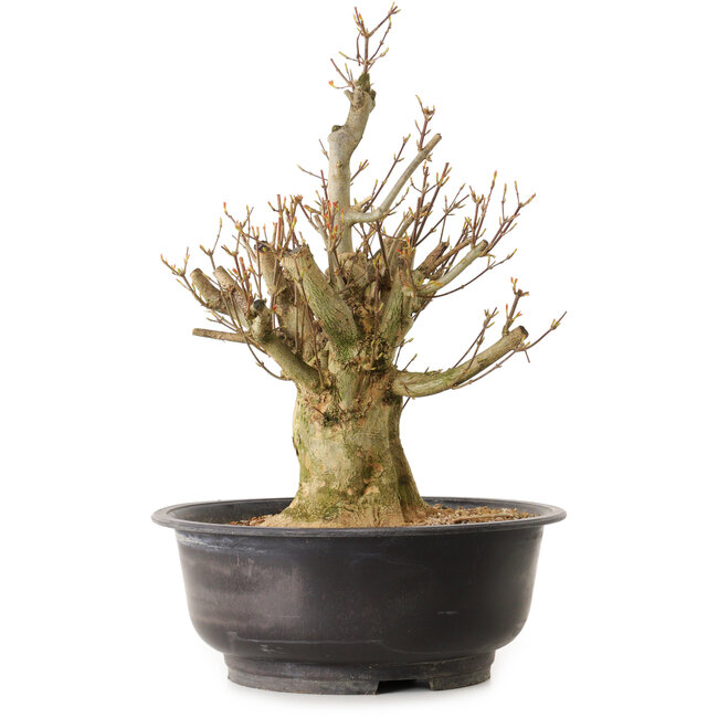 Acer buergerianum, 44 cm, ± 25 años, con un nebari de 18 cm