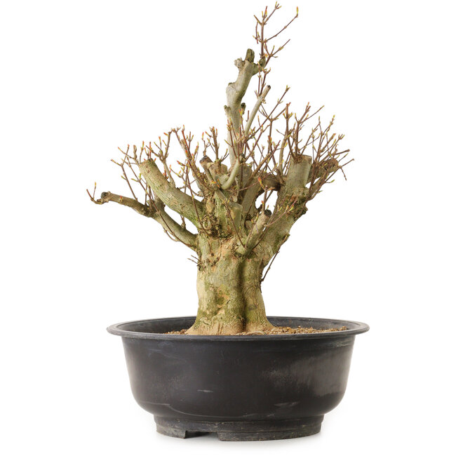 Acer buergerianum, 44 cm, ± 25 years old, with a nebari of 18 cm