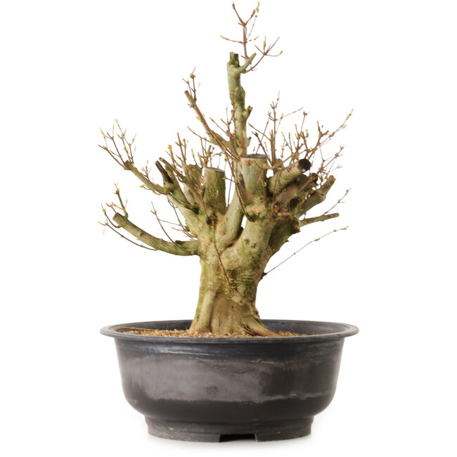 Acer buergerianum, 44 cm, ± 25 ans, avec un nebari de 18 cm