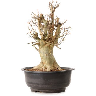 Acer buergerianum, 42 cm, ± 25 ans