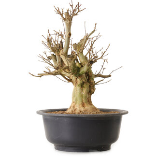 Acer buergerianum, 45 cm, ± 25 ans