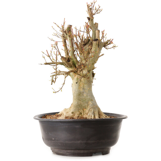 Acer buergerianum, 42 cm, ± 25 jaar oud, met een nebari van 22 cm