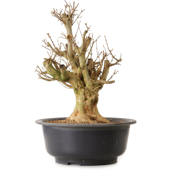 Acer buergerianum, 45 cm, ± 25 años, con un nebari de 18 cm