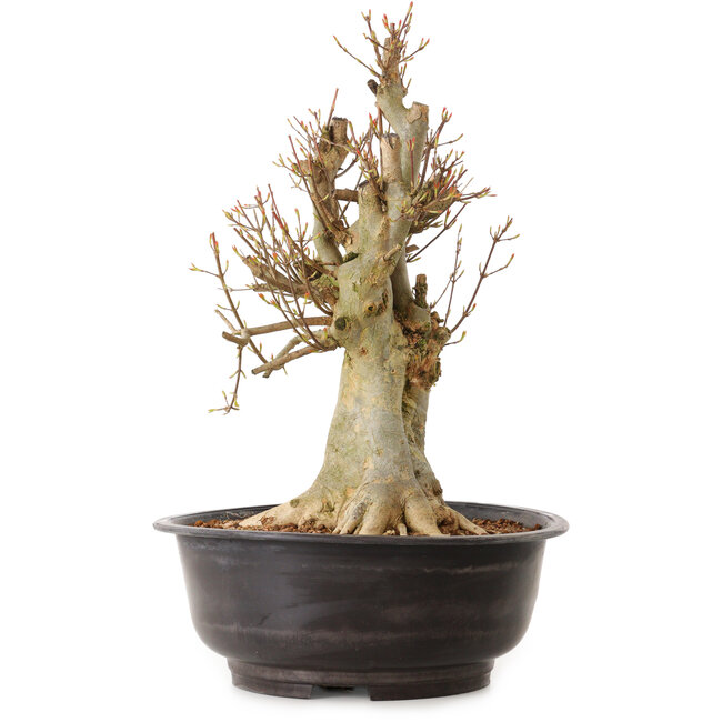 Acer buergerianum, 42 cm, ca. 25 Jahre alt, mit einem Wurzelhals von 22 cm