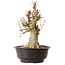 Acer buergerianum, 42 cm, ± 25 jaar oud, met een nebari van 22 cm