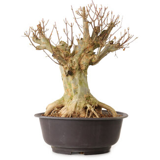 Acer buergerianum, 40 cm, ± 25 Jahre alt