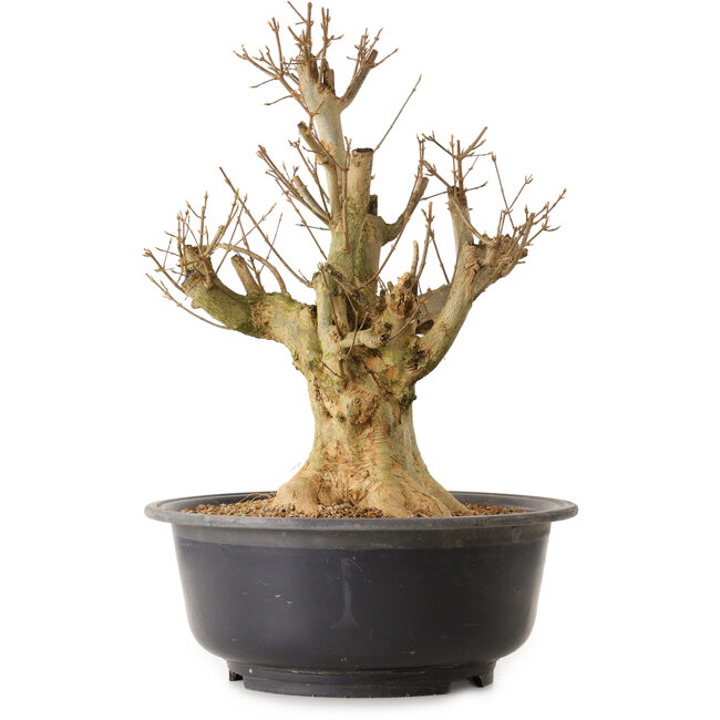 Acer buergerianum, 45 cm, ± 25 jaar oud, met een nebari van 18 cm