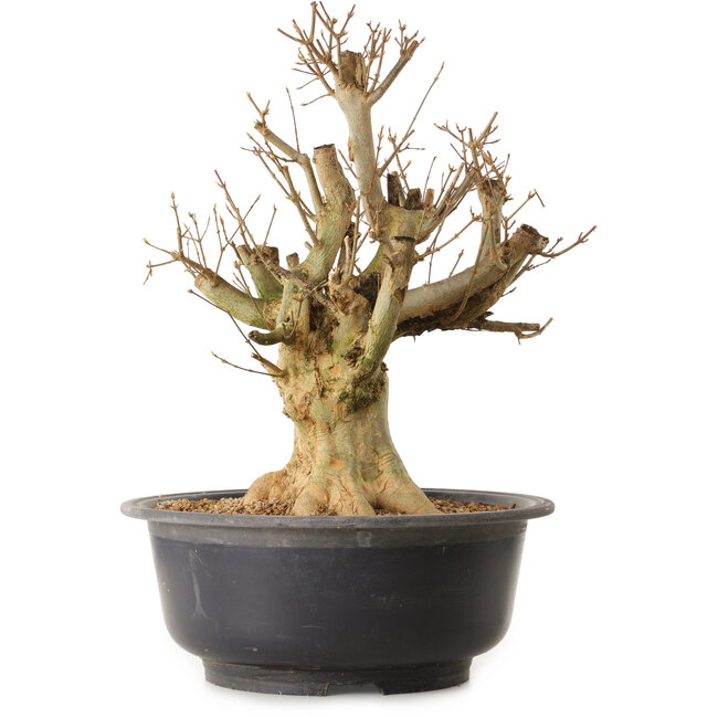 Acer buergerianum, 45 cm, ± 25 años, con un nebari de 18 cm