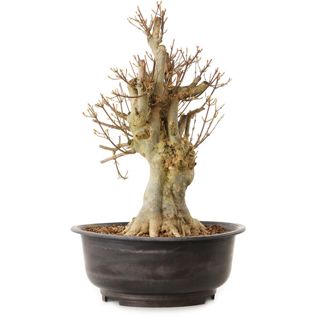 Acer buergerianum, 42 cm, ± 25 anni, con nebari di 22 cm