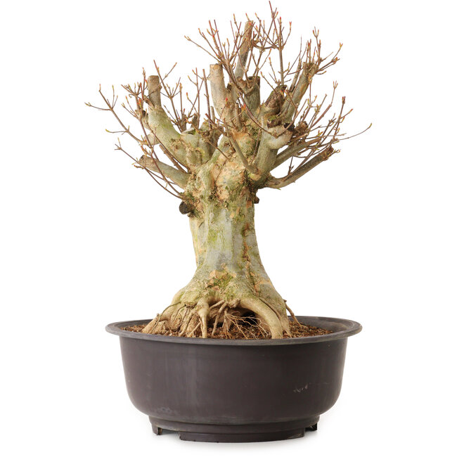 Acer buergerianum, 40 cm, ± 25 anni, con nebari di 22 cm