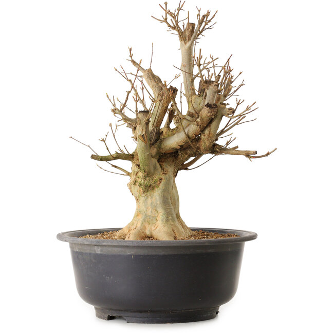 Acer buergerianum, 45 cm, ± 25 ans, avec un nebari de 18 cm