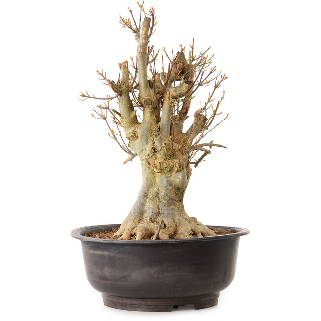 Acer buergerianum, 42 cm, ca. 25 Jahre alt, mit einem Wurzelhals von 22 cm