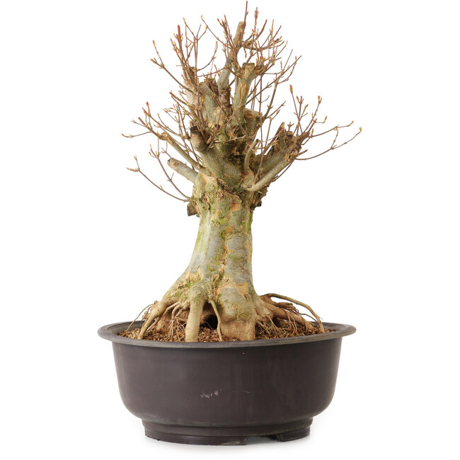 Acer buergerianum, 40 cm, ± 25 jaar oud, met een nebari van 22 cm