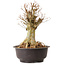 Acer buergerianum, 40 cm, ± 25 jaar oud, met een nebari van 22 cm