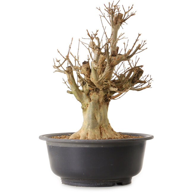 Acer buergerianum, 45 cm, ± 25 años, con un nebari de 18 cm