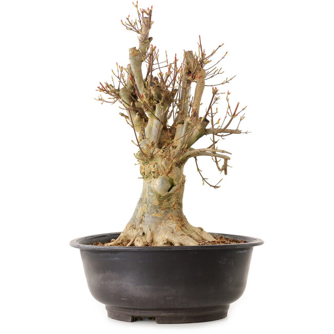 Acer buergerianum, 42 cm, ± 25 years old, with a nebari of 22 cm