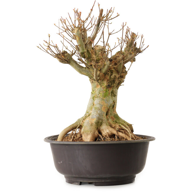 Acer buergerianum, 40 cm, ± 25 años, con un nebari de 22 cm