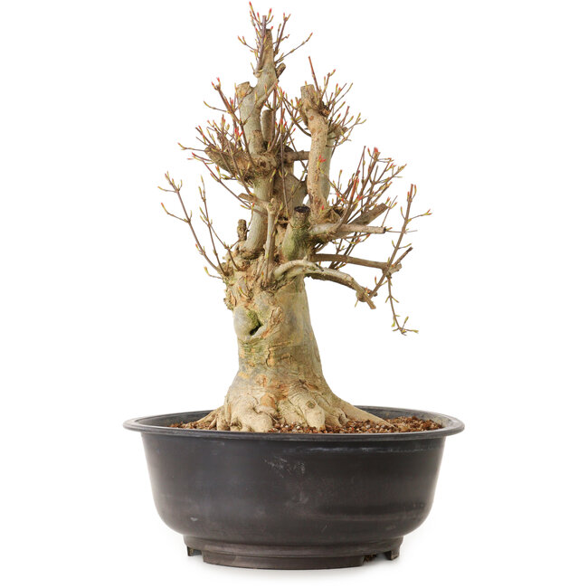 Acer buergerianum, 42 cm, ± 25 years old, with a nebari of 22 cm