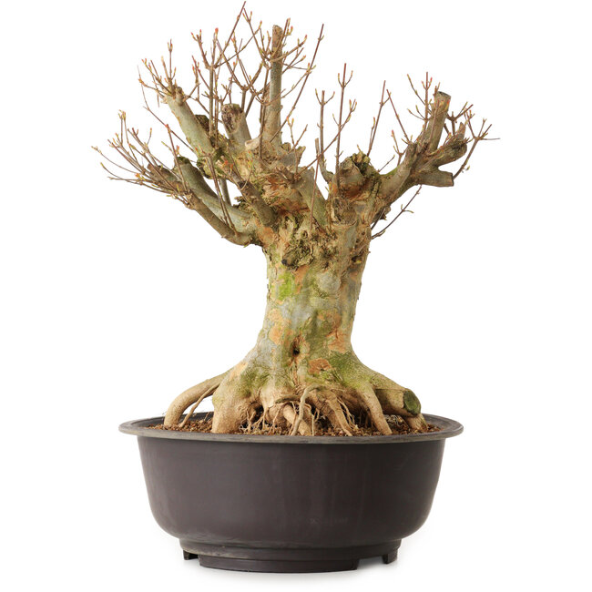 Acer buergerianum, 40 cm, ± 25 años, con un nebari de 22 cm