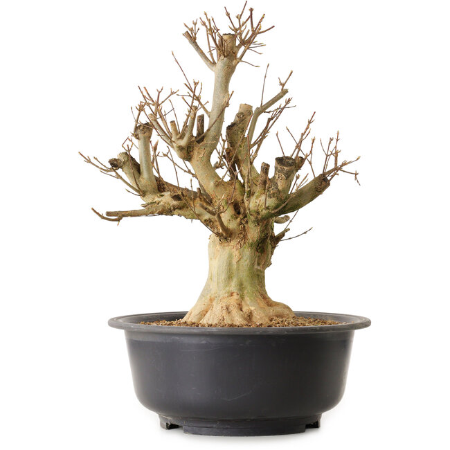 Acer buergerianum, 45 cm, ± 25 jaar oud, met een nebari van 18 cm
